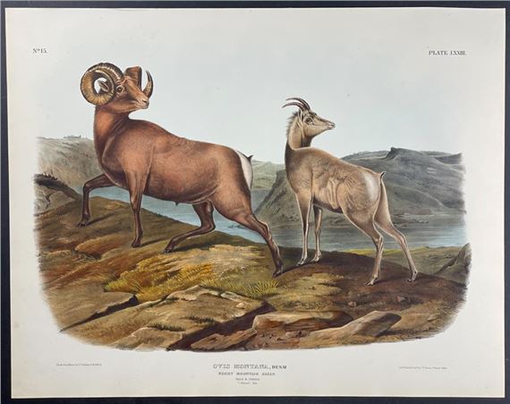Rocky Mountain Sheep by John James Audubon, 1845-1851