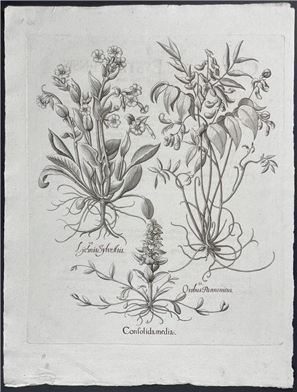 Rose Campion, Larkspur (Lychnis, Consolida, Orobus by Basilius Besler, 1713