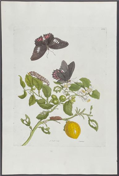 Lemon & Butterfly Metamorphosis
