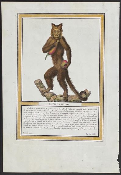 Nicolas Henri Jacob | Monkey or Primate (1814) | MutualArt