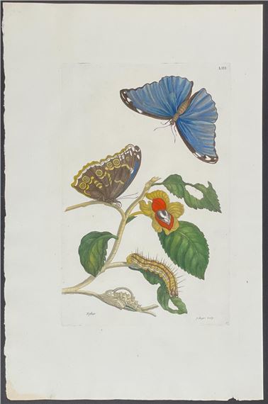 Butterfly Metamorphosis by Maria Sibylla Merian, 1771
