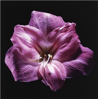 ROBERT MAPPLETHORPE (1946–1989)
Amaryllis, 1985 - Robert Mapplethorpe