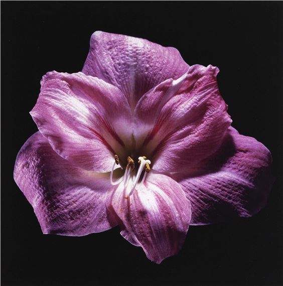 ROBERT MAPPLETHORPE (1946–1989)
Amaryllis, 1985