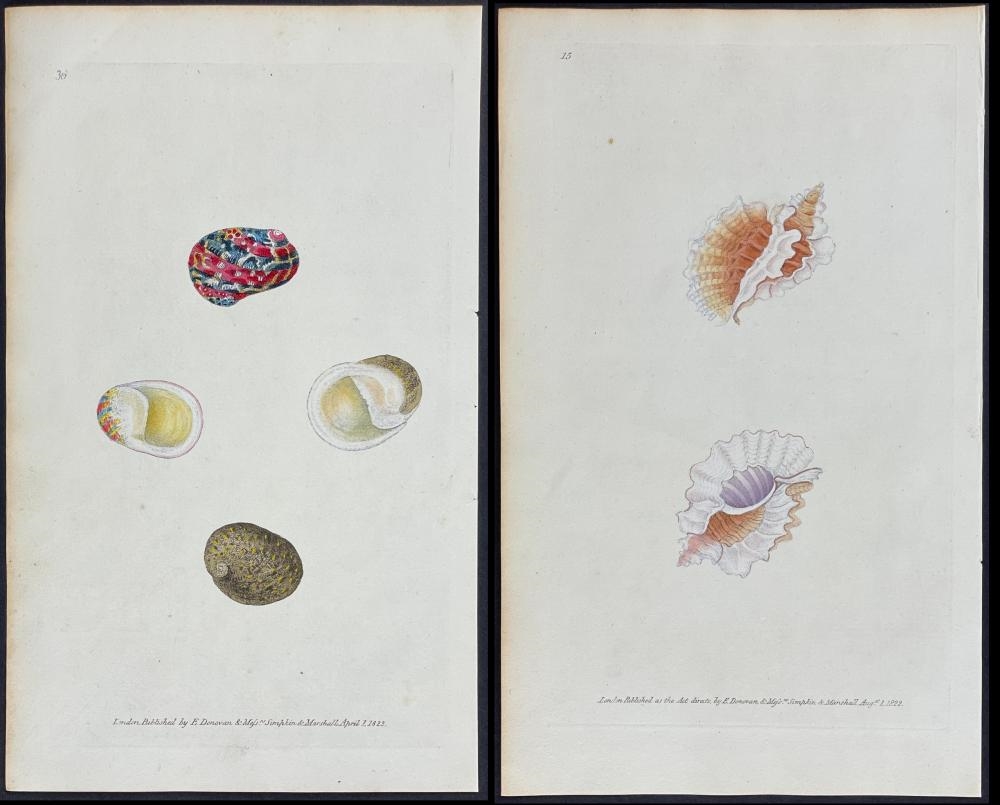 Edward Donovan | 3 Shell Engravings (1822 - 1827) | MutualArt