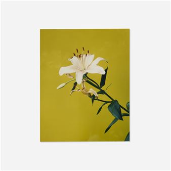 Untitled - Nobuyoshi Araki