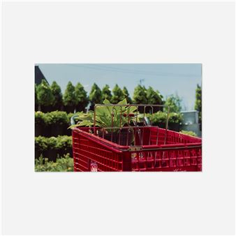 Memphis, Tennessee (Red Cart