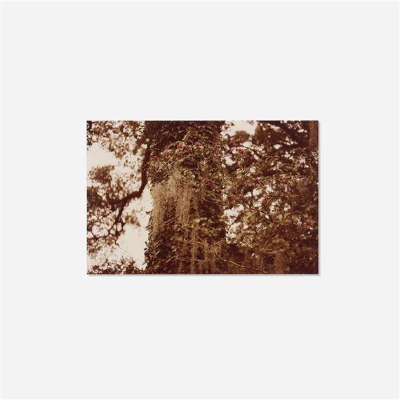 Climbing Rose (from the Along the 30th Parallel series