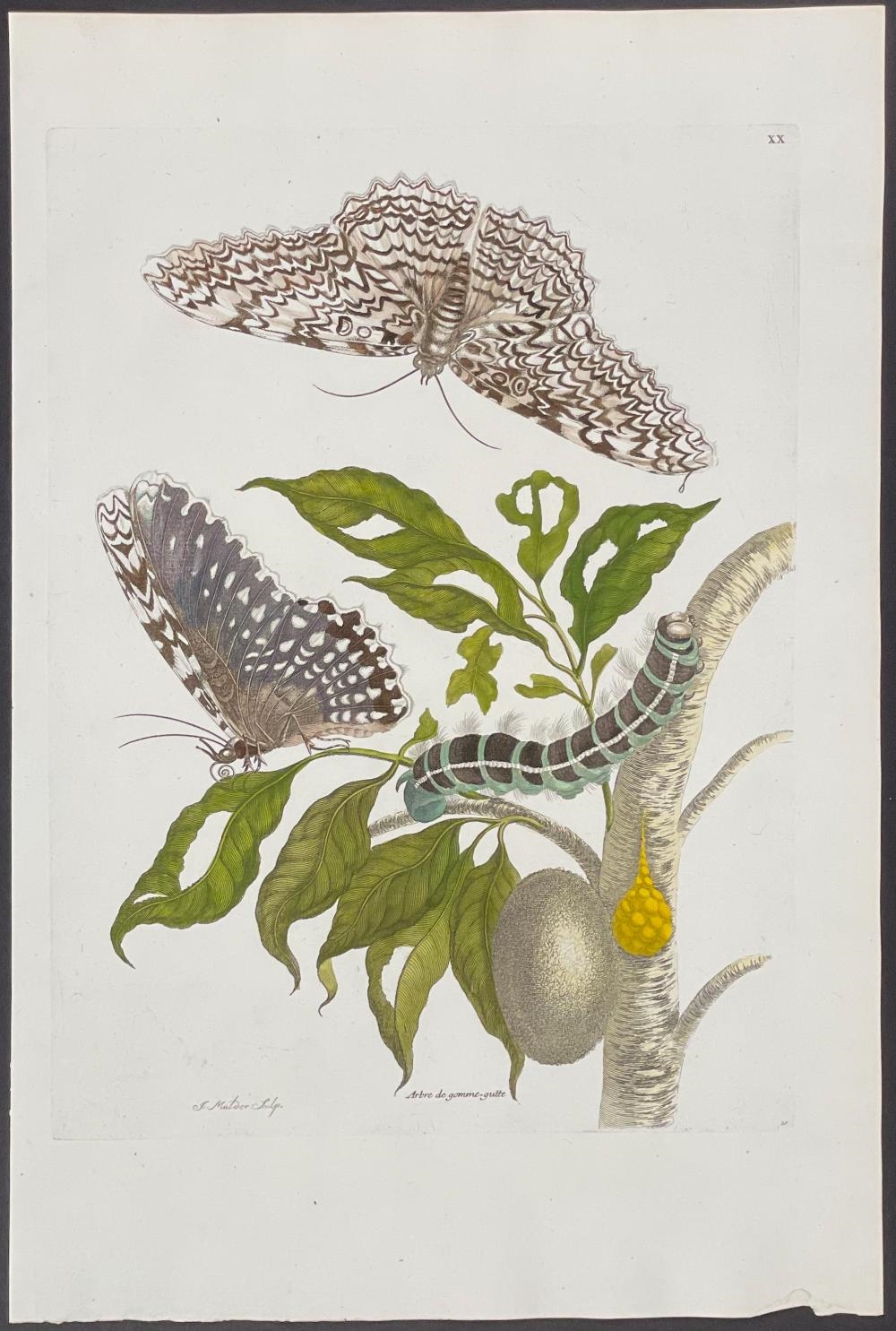 Maria Sibylla Merian | Moth Metamorphosis (1771) | MutualArt