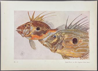 Mathurin Méheut | John Dory or St. Peter's Fish (1924) | MutualArt