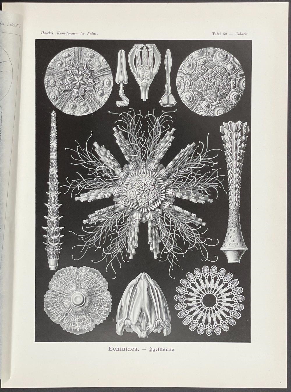 Ernst Haeckel | Sanddollar; Echinidea (1904) | MutualArt