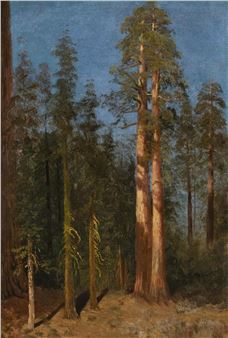 Study for the Great Trees (Mariposa, California - Albert Bierstadt