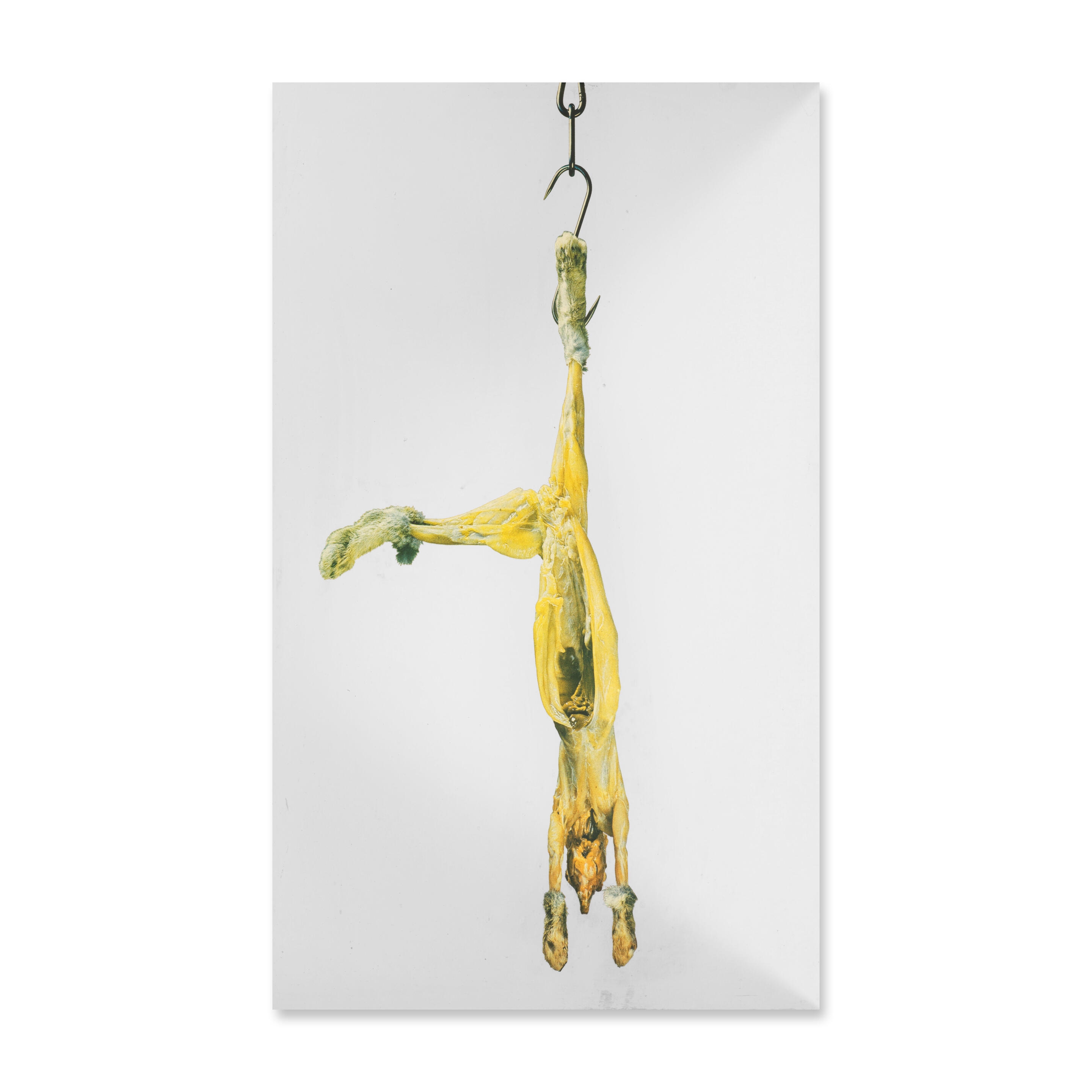 Artwork by Michelangelo Pistoletto, Coniglio appeso, 1973, Made of silkscreen print on mirror-polished stainless steel