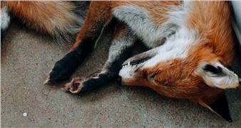 Abbas Akhavan: One Hundred Years - Morris and Helen Belkin Art Gallery