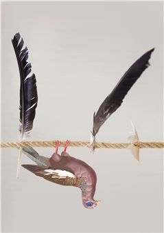 Klaus Weber: Two Birds and a Stone