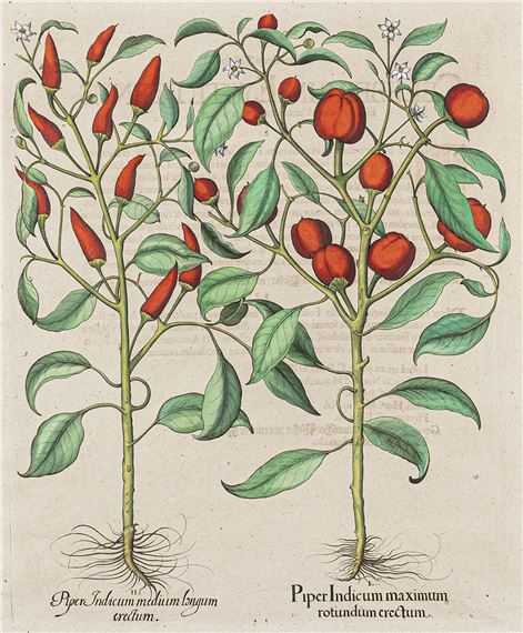 Piper Indicum Medium Longum Ercetum / Piper Indicum Maximum Rotundum Erectum by Basilius Besler, 1613