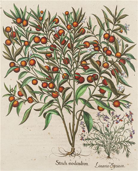 Strich nodendron - Linaria Stijviaca by Basilius Besler, 1613