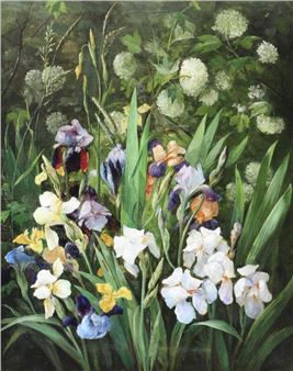 Flowering Iris