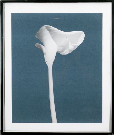 Calla Lily by Robert Mapplethorpe