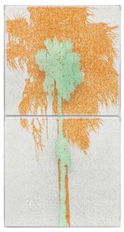 A picture of a palm tree on a white background.