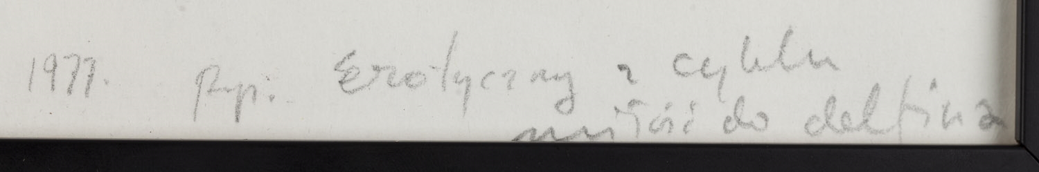 Artwork by Tomasz Ciecierski, Erotic" from the series "love towards a dolphine, Made of pencil, crayon/paper