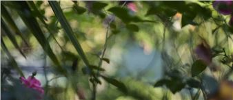 Terri Weifenbach: Jardins parisiens - Musée National Eugène Delacroix