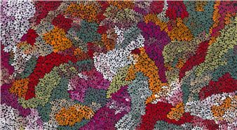 Bush Flower - Abie Loy Kemarre