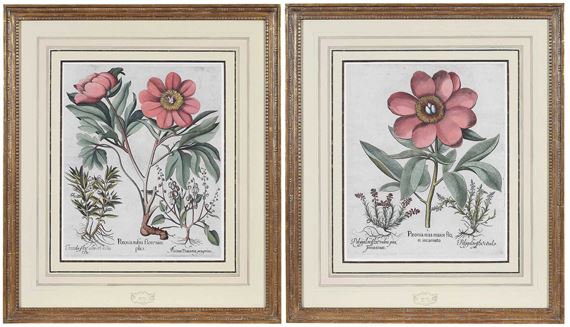 Pair of Peony Engravings by Basilius Besler, 1613
