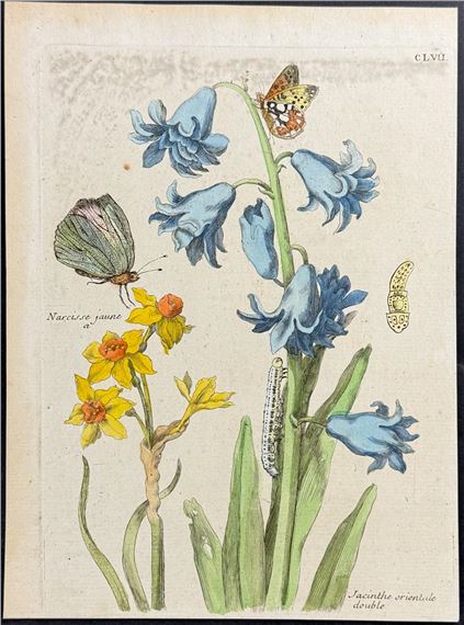 Hyacinth & Narcissus or Daffodil with Butterfly Metamorphosis - Maria Sibylla Merian