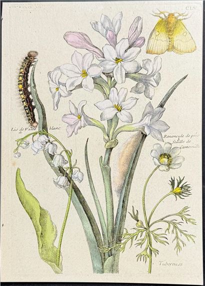Hyacinth, Lily-of-the Valley, & Ranunculus with Moth Metamorphosis