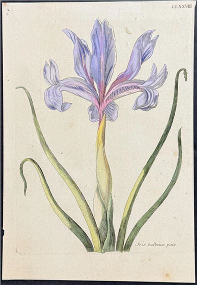 Iris - Maria Sibylla Merian