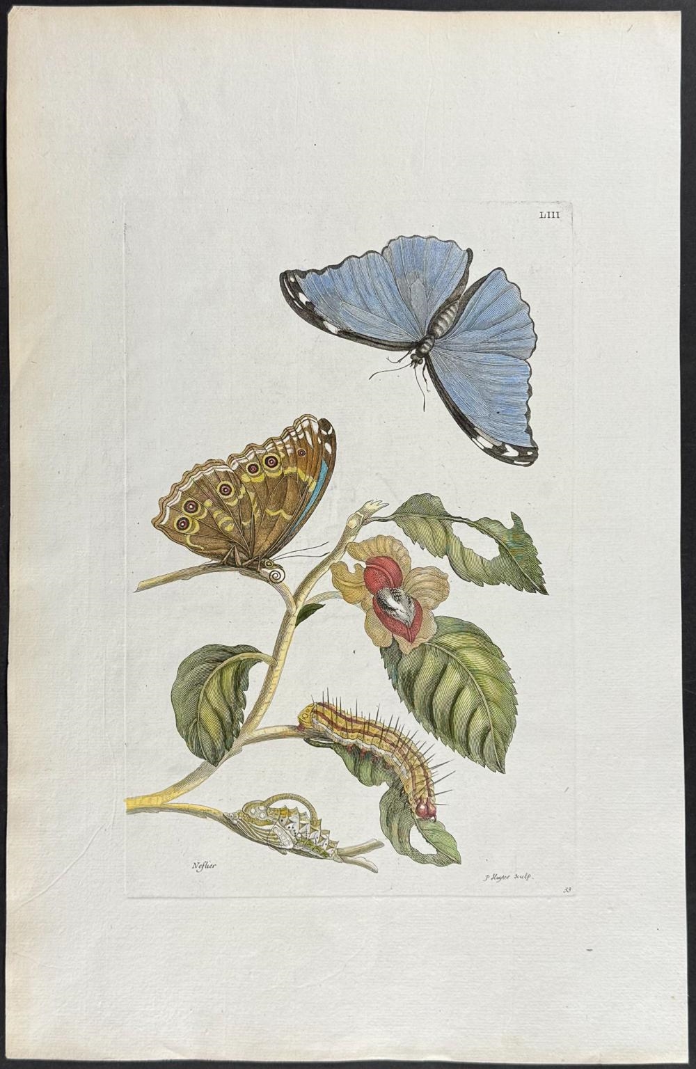 Artwork by Maria Sibylla Merian, Butterfly Metamorphosis, Made of Engraving With Old Hand-Coloring