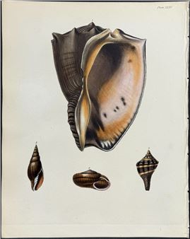 Shells - Frederick William Beechey
