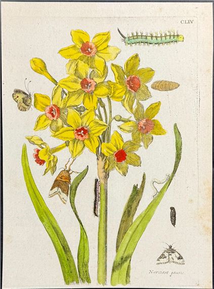 Daffodil or Narcissus with Butterfly & Moth Metamorphosis