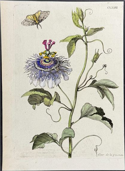 Passion Flower & Moth