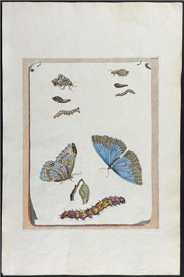 Butterfly Metamorphosis by Maria Sibylla Merian, 1771