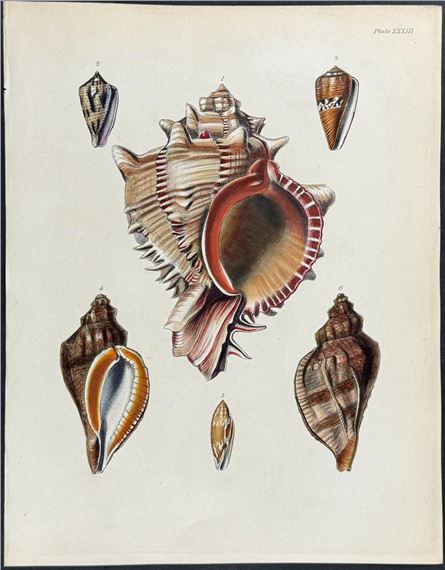 Shells - Frederick William Beechey