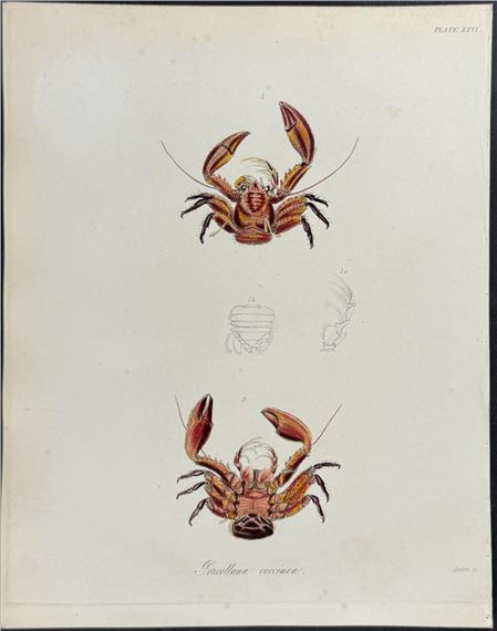 Porcellana coccinea - Frederick William Beechey