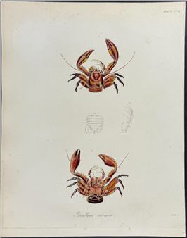 Porcellana coccinea - Frederick William Beechey