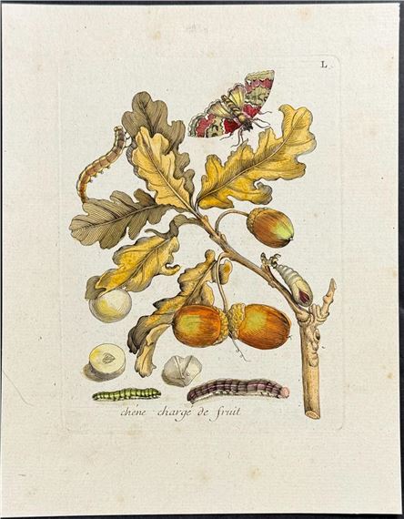 Oak Branch, Acorns with Moth Metamorphosis