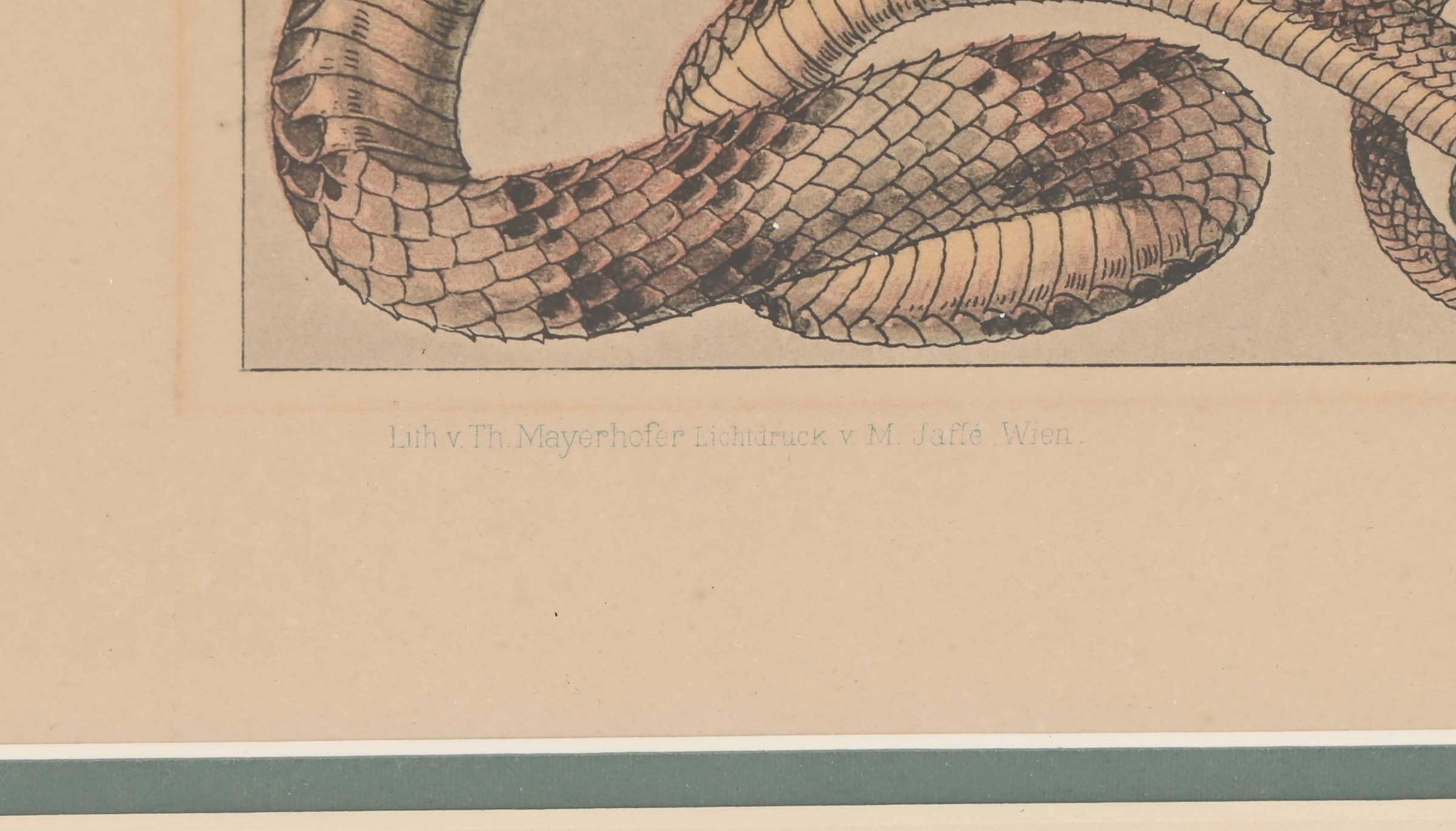 Anton Seder | Snakes (1895) | MutualArt