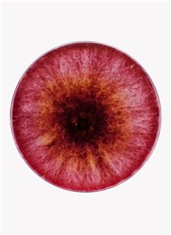 Nicolai Howalt: F.U.N.G.I.