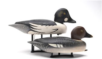 Pair of goldeneye - David W. Nichol