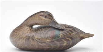 Greenwing teal hen - T.j. Hooker