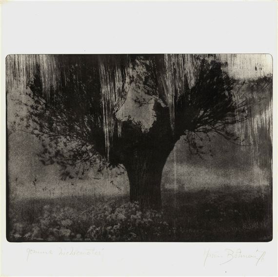 Willow in a field by Harm Botman, 1976