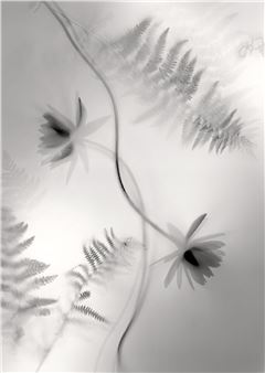 Yumiko Izu: Utsuroi - Howard Greenberg Gallery