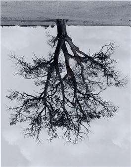 Oxfordshire Oak, Banford, Fall, 1990, 2002