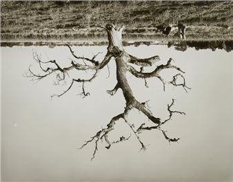 Oak Tree, Red Bluff #8