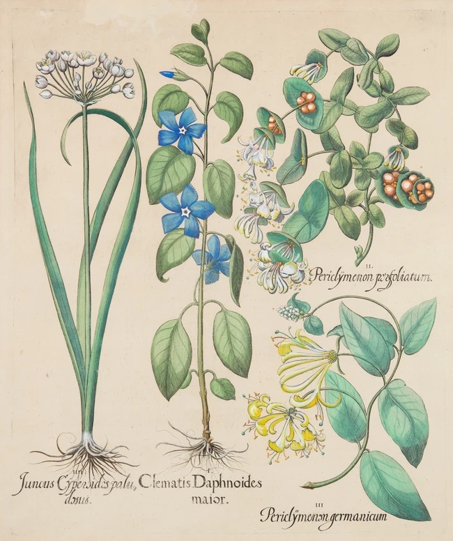 Artwork by Basilius Besler, Juncus, Clematis, Periclymenum, Made of Hand-Coloured Engraving