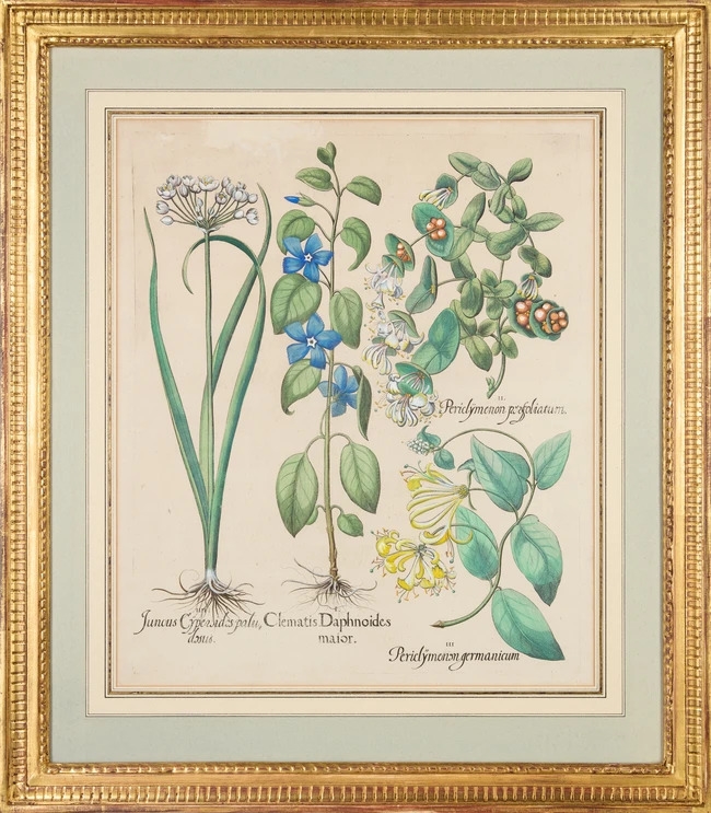 Artwork by Basilius Besler, Juncus, Clematis, Periclymenum, Made of Hand-Coloured Engraving