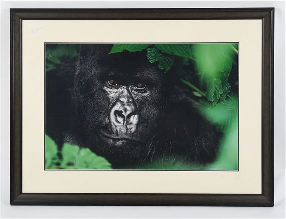 Gentle Giant-The Silverback by Thomas Mangelsen, 2003
